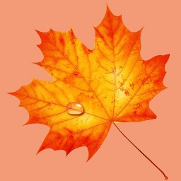 枫叶图片识别手机版